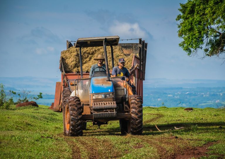 Dois agricultores conduzem um trator carregado de feno em um campo rural brasileiro.